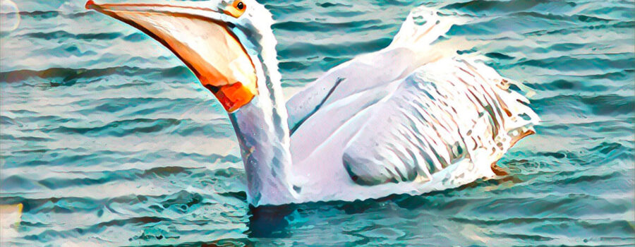 An American white pelican swallows a fish after capturing it.