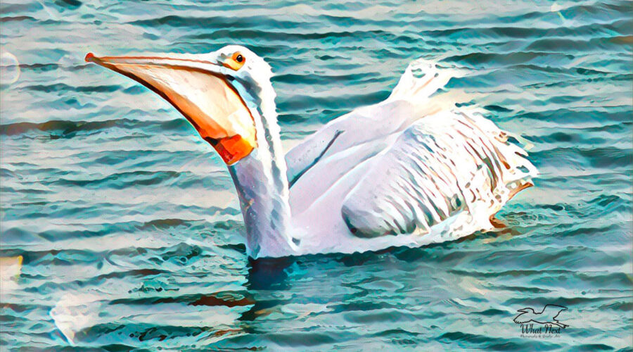 An American white pelican swallows a fish after capturing it.