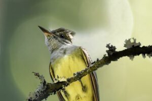 A great crested flycatcher is perched high in the trees on a sunny afternoon.