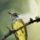 Beautiful Great Crested Flycatchers Have Returned