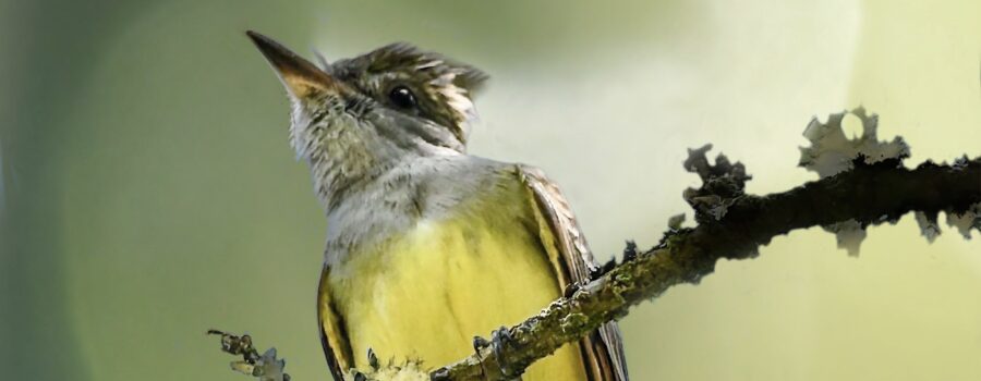 A great crested flycatcher is perched high in the trees on a sunny afternoon.