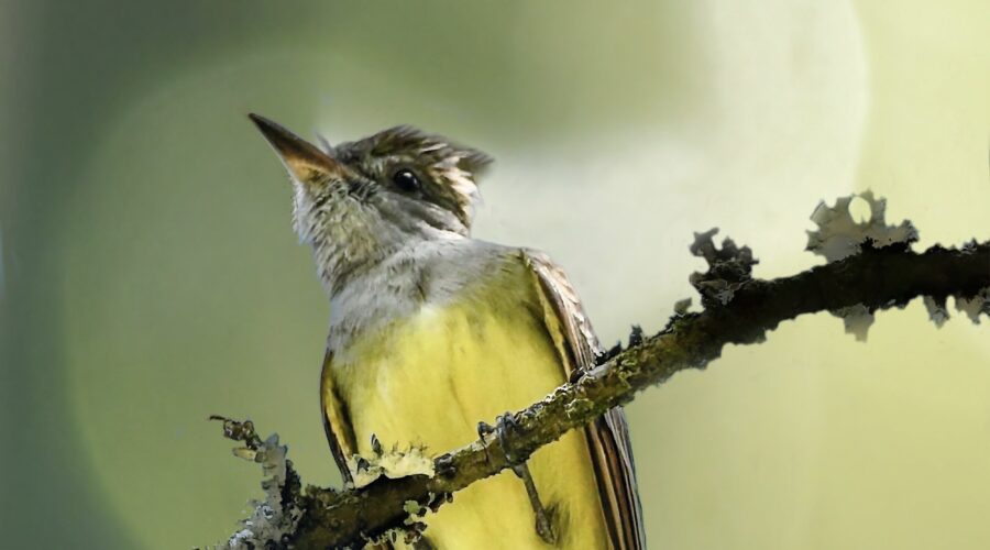 A great crested flycatcher is perched high in the trees on a sunny afternoon.