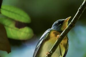 A northern parula warbler quickly scales a thin branch in order to reach a higher location.