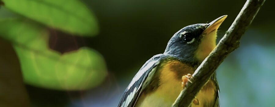 A northern parula warbler quickly scales a thin branch in order to reach a higher location.