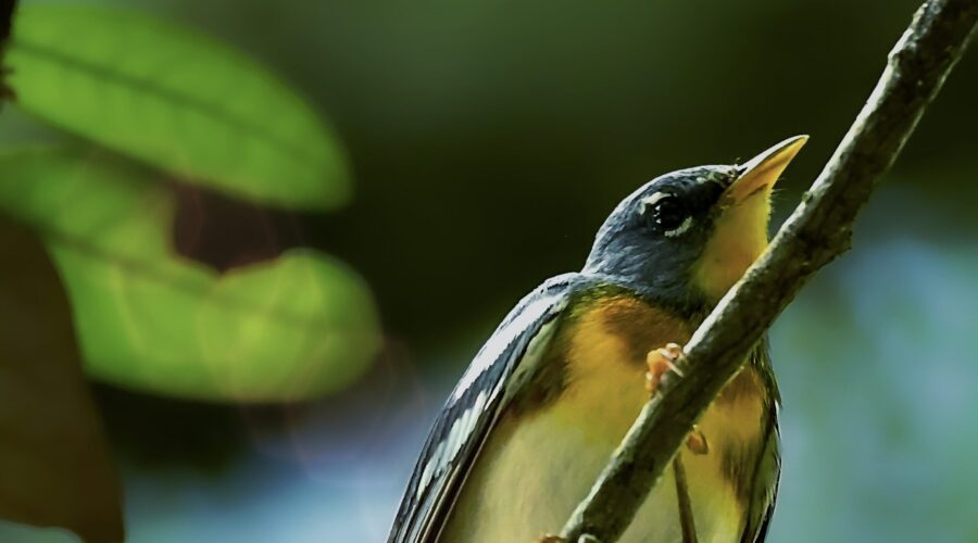 A northern parula warbler quickly scales a thin branch in order to reach a higher location.