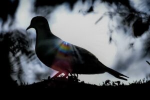 A mourning dove is perched in a tree and backlit by the setting sun.