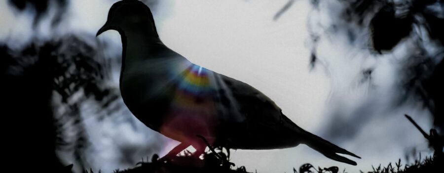 A mourning dove is perched in a tree and backlit by the setting sun.