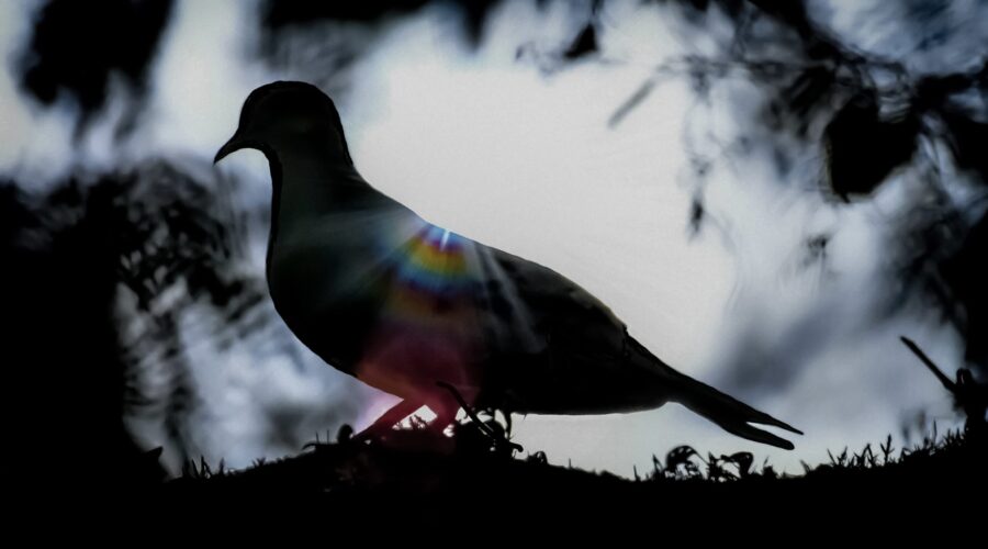 A mourning dove is perched in a tree and backlit by the setting sun.