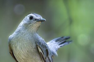 A grey catbird perched in a quiet green wood keeps both eyes open for any disturbances.
