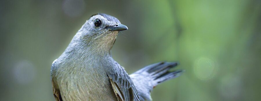 A grey catbird perched in a quiet green wood keeps both eyes open for any disturbances.