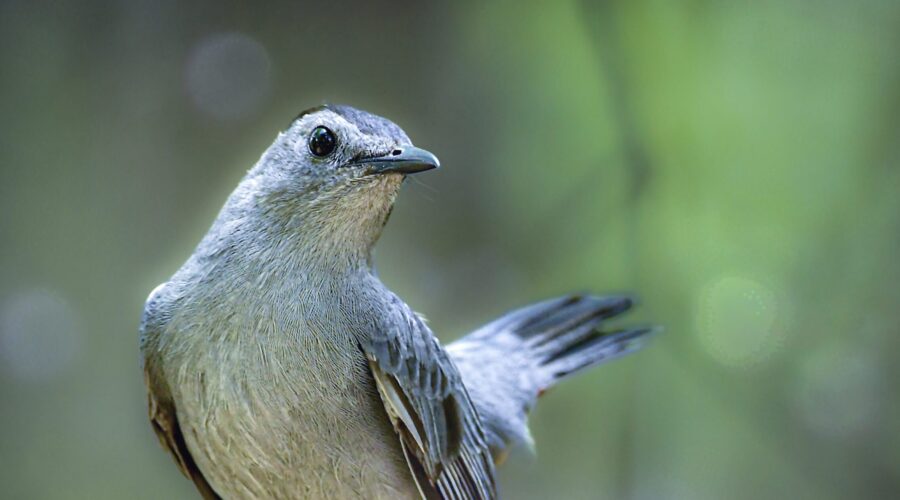 A grey catbird perched in a quiet green wood keeps both eyes open for any disturbances.