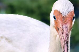 White Ibis Love to Dig in the Ground for Insects