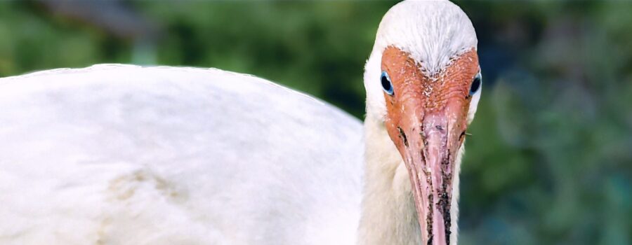White Ibis Love to Dig in the Ground for Insects
