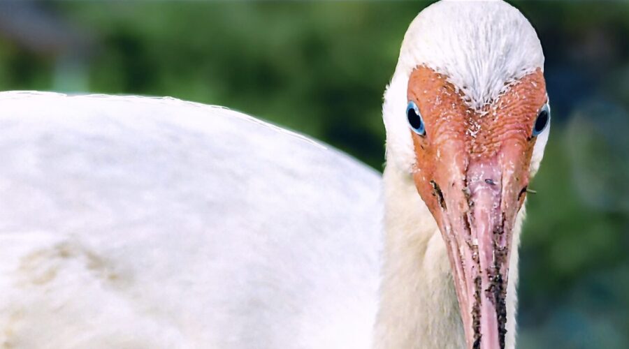White Ibis Love to Dig in the Ground for Insects