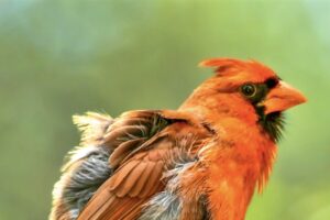 A male cardinal fluffs out his feathers after preening himself.