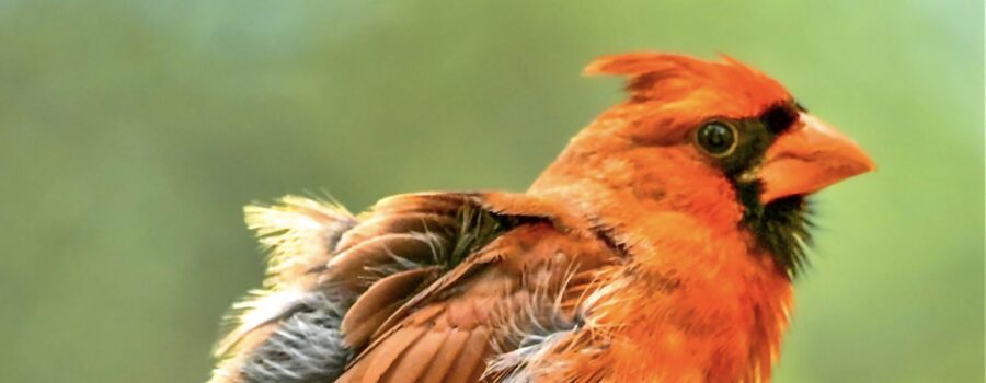 A male cardinal fluffs out his feathers after preening himself.