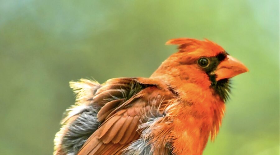 A male cardinal fluffs out his feathers after preening himself.