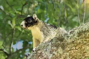 Southern fox squirrels can be found both on the ground and up in trees.