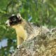 Southern Fox Squirrels are Beautiful and Brave