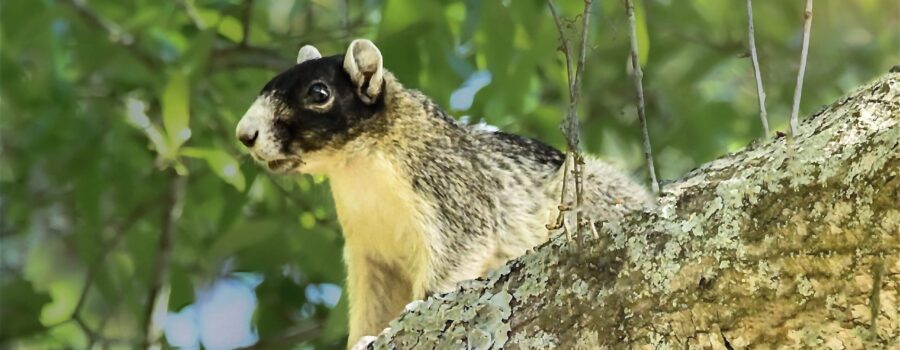 Southern fox squirrels can be found both on the ground and up in trees.