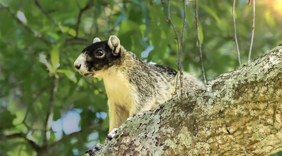 Southern fox squirrels can be found both on the ground and up in trees.