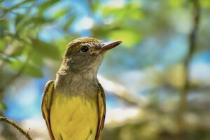 A great crested flycatcher scans the skies on the hunt for flying insects.