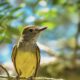 Great Crested Flycatchers Love Catching Insects on the Wing