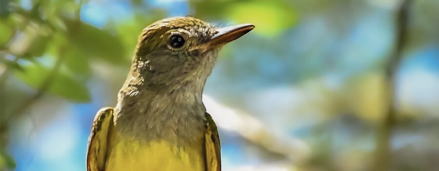 A great crested flycatcher scans the skies on the hunt for flying insects.