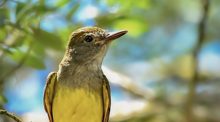 A great crested flycatcher scans the skies on the hunt for flying insects.