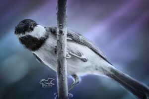 A Carolina chickadee perches on a twig as it searches for a place to roost.