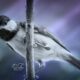 The Beautiful Little Chickadees are Great Artistic Inspiration