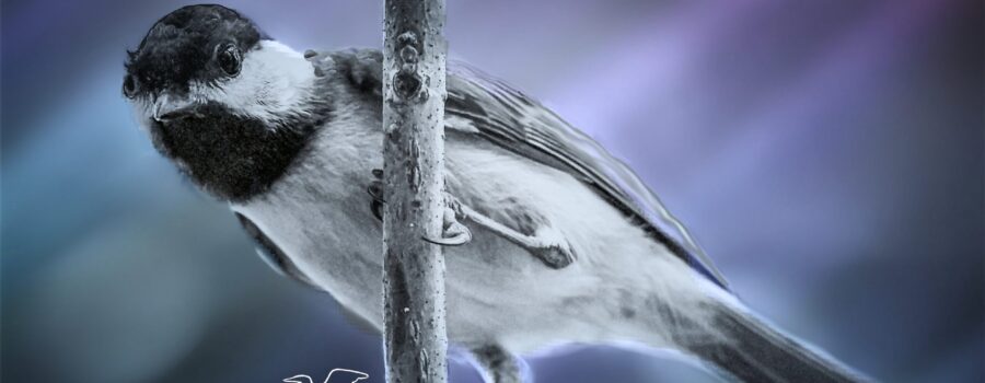 A Carolina chickadee perches on a twig as it searches for a place to roost.