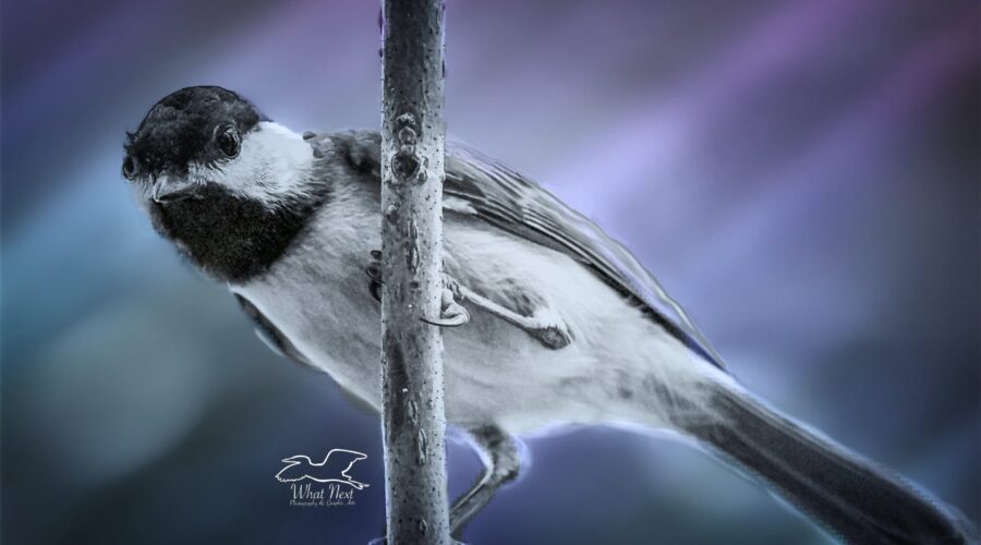 A Carolina chickadee perches on a twig as it searches for a place to roost.