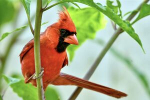 A handsome, bright red male cardinal perches delicately on the stalk of a plant.
