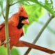 The Beautiful Cardinals Have Made Adorable Babies