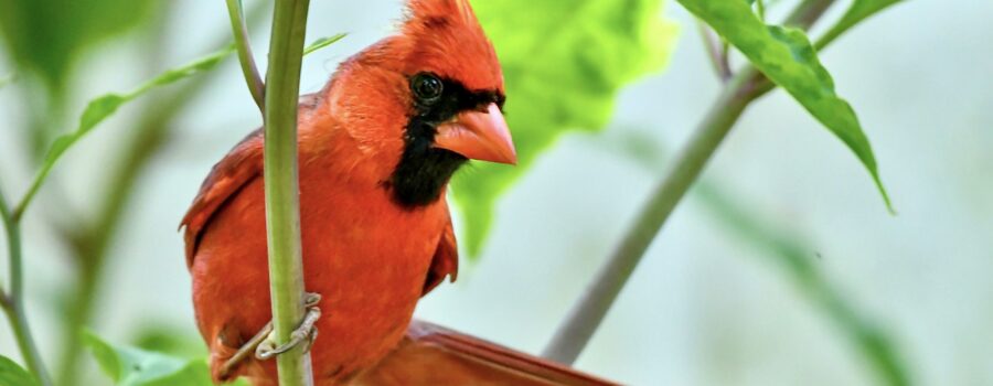 A handsome, bright red male cardinal perches delicately on the stalk of a plant.