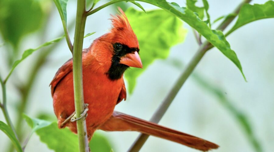 A handsome, bright red male cardinal perches delicately on the stalk of a plant.