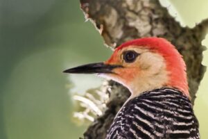 A colorful red bellied woodpecker looks off into the woods with an intent look.