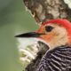 Beautiful Red Bellied Woodpeckers Have Many Moods