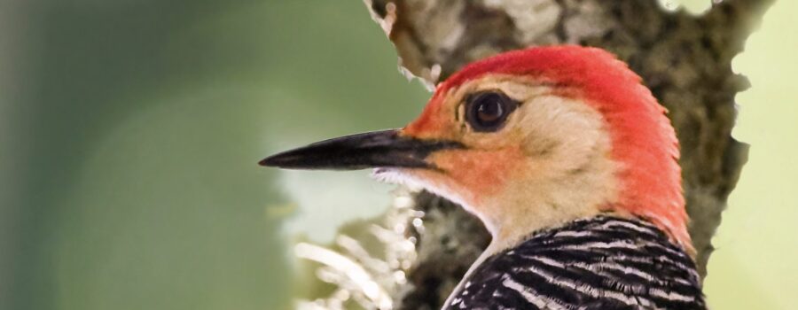 A colorful red bellied woodpecker looks off into the woods with an intent look.