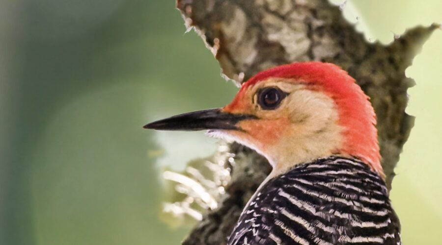A colorful red bellied woodpecker looks off into the woods with an intent look.
