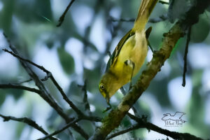 A white eyed vireo holds onto a caterpillar that it just caught.