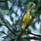 It’s Really Great to See White Eyed Vireos Again