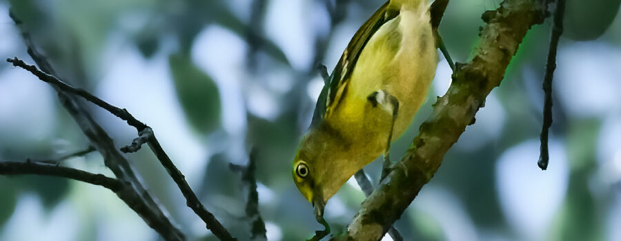 A white eyed vireo holds onto a caterpillar that it just caught.
