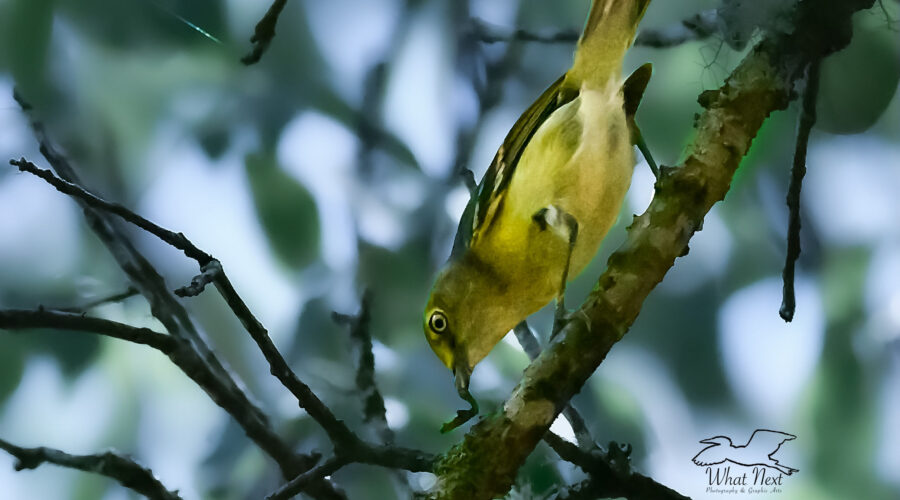 A white eyed vireo holds onto a caterpillar that it just caught.