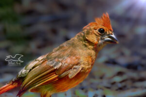 A fledgling cardinal takes a brief rest from foraging to relax in the sun.