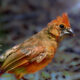 The Beautiful Fledgling Cardinals are Everywhere