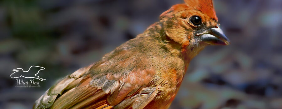 A fledgling cardinal takes a brief rest from foraging to relax in the sun.