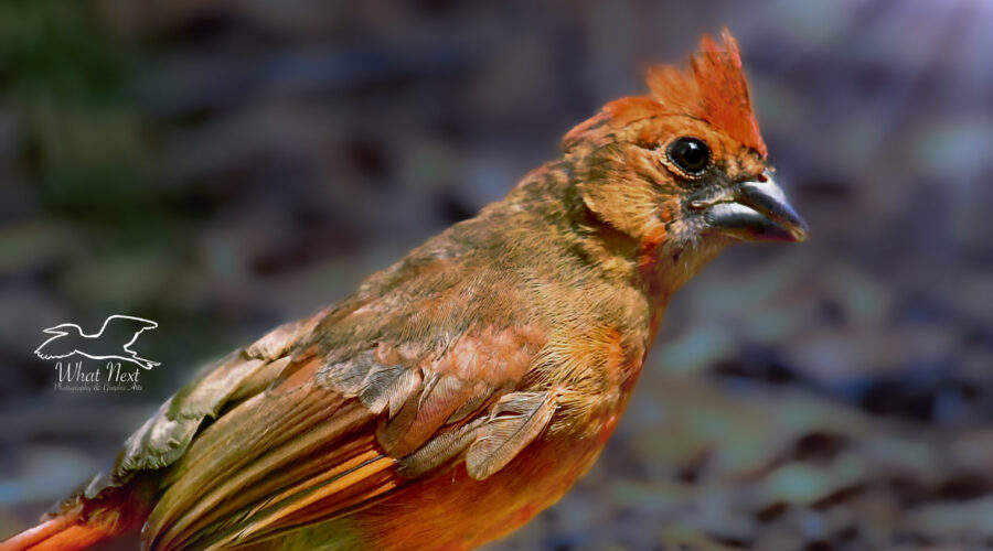 A fledgling cardinal takes a brief rest from foraging to relax in the sun.