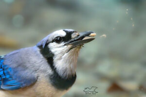 A blue jay uses its beak and tongue to catch food in mid air.